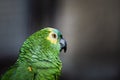 Portrait of a parakeet with green feathers