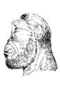 Portrait of Paranthropus robustus