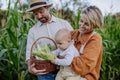 Portrait of parents with beautiful baby harvesting corn on the field. Royalty Free Stock Photo