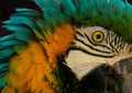 Portrait of Parrot