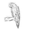 Portrait of a parrot.Bird sits on a branch.Hand drawn sketch in doodle style. Royalty Free Stock Photo