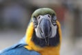 Portrait of a parrot bird sitting Royalty Free Stock Photo