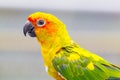 Portrait of parrot Royalty Free Stock Photo