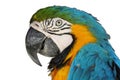 Portrait parrot