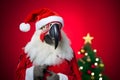 Portrait of a Parrot Dressed in a Red Santa Claus Costume in Studio with Colorful Background