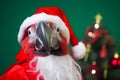 Portrait of a Parrot Dressed in a Red Santa Claus Costume in Studio with Colorful Background