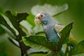 Portrait of parrot, green leave. Pair of birds, green and grey parrot, White-crowned Pionus, White-capped Parrot, Pionus senilis,