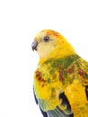 portrait parrot haematonotus psephotus isolated