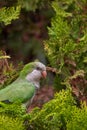 Portrait of a parrot perched on a green tree. Royalty Free Stock Photo