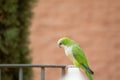 Portrait of a parrot perched on a railing. Royalty Free Stock Photo