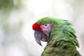 Portrait of a parrot Royalty Free Stock Photo