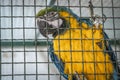 The parrot is posing in a cage Royalty Free Stock Photo