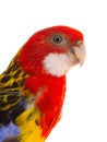 portrait parrot rosella isolated on white background