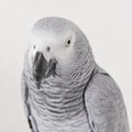 Portrait parrot in studio