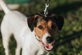 Portrait Parson Russell Terrier