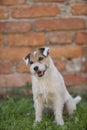 Portrait of Parson Russell terrier