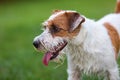 Portrait of a Parson Russell Terrier