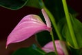 Portrait of pastel multicolor anthurium pandola flower