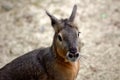 Patagonian Cavy Mara dolichotis mammal Royalty Free Stock Photo