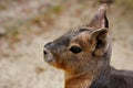 Portrait of Patagonian Cavy Mara dolichotis mammal Royalty Free Stock Photo