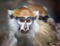 Portrait of patas monkey from close-up Royalty Free Stock Photo