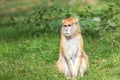 Portrait of the patas monkey Royalty Free Stock Photo