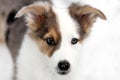 Portrait of a patchy colored Puppy, Australian shepherd mixed-breed Dog