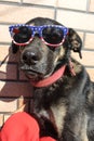 A portrait of a Patriot Black big dog with American colors sunglasses for USA Independence day, ,July 4