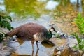 Portrait of peacock