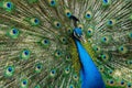 Portrait peacock with beautiful colorful feather Royalty Free Stock Photo