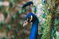 Portrait peacock with beautiful colorful feather Royalty Free Stock Photo