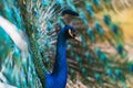 Portrait peacock with beautiful colorful feather Royalty Free Stock Photo