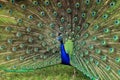 Portrait of a Peacock bird