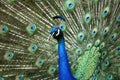 Portrait Of A Peacock Bird