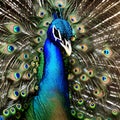 Portrait of a peacock, created with generative AI tools. Royalty Free Stock Photo