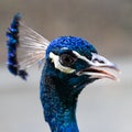 Portrait of a peacock. Peacock head close up Royalty Free Stock Photo