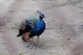 Portrait of a peacock isolated on gray background