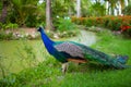 Portrait of peacock male