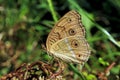 Portrait of the peacock pansy butterfly Royalty Free Stock Photo