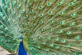 Portrait of a peacock.