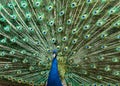 Portrait of a peacock.