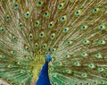 Portrait of a peacock.