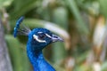 Portrait of a peacock in profile. The color is blue, the background is out of focus and its color is green. Peacock in nature Royalty Free Stock Photo