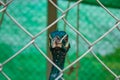 Portrait Peafowl in cages.