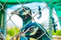 Portrait Peafowl in cages.