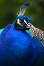 Portrait peafowl with green background