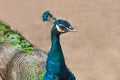 Portrait of Peafowl or peacock agaisnt sand background close up
