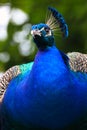 Portrait peafowl, portrait peacock