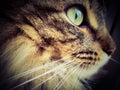 Portrait pedigree cat maine coon side view close-up greeneyes