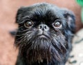 Portrait of pedigree dog Belgian Griffon